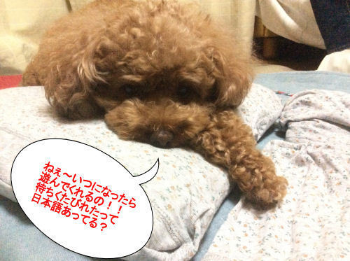 inu4.jpg